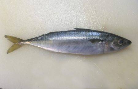 花火大会翌日うみかぜ公園釣果